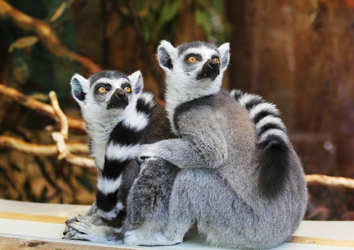 Animals Lemurs Wildlife Zoo Monkey Mammal African